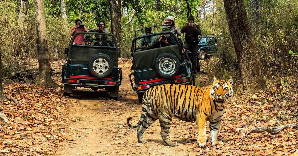 Jeep Safari in Dense Forest